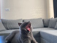 BRİTİSH SHORTHAİR OĞLUM KIZGINLIKTA