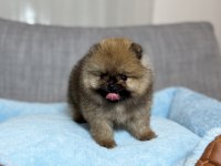 ORJİNAL TEA CUP AYI SURAT ORANGE POMERANİAN BOO