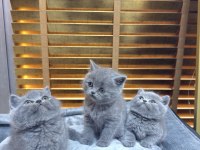 Safkan british shorthair bebekler