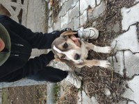 2,5 aylık dişi Beagle