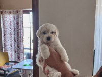 Ev Doğumu Maltipoo Yavrularımız