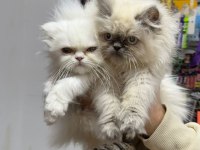 A kalite scottish longhair bebekler