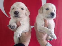 Golden Retriever Yavrularımız Irk Garantilidir