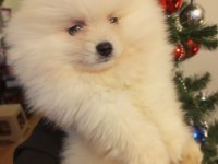 Pomeranian Boo
