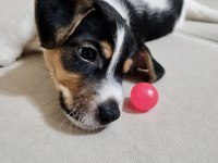 2 AYLIK ORJİNAL SAFKAN JACK RUSSELL YAVRULAR