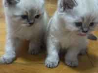 YAVRU KEDİLER