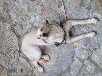 9 aylık golden retriever