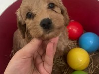 Maltipoo bebekler son 3 dişi