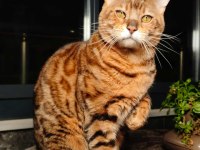 2 AYLIK BENGAL KEDİSİ YAVRULARI