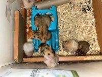 Birbirinden güzel hamster bebekler