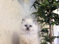DİŞİ BRITISH LONGHAIR BLUE POİNT YAVRULARIM 