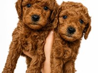 Her Aile ve Bütçeye Uygun Safkan Poodle Yavrular