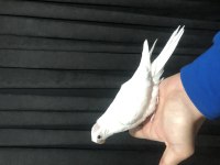 Albino Sultan Papağanı Yavruları