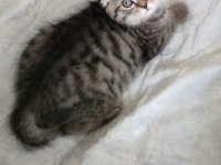 Saf ırk scottish fold golden cat