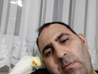 Lutino kırmızı göz yavru sultan papağanı