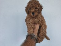 Toy poodle yavrular