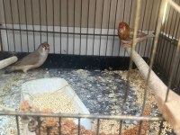 Mutasyon 2 Takım Hint Bülbülü
