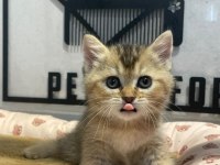 Golden Tabby British Bebeğim