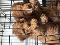 Mükemmel Renge Sahip Evinizin Neşesi olacak poodle köpekler