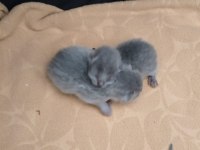 British shorthair yavru