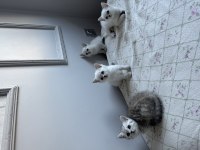 Şampanya rengi ve kırçal british shorthair