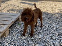 1.5 Yaş kore poodle erkekler eşleme tecrübeli
