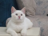 British shorthair 0-4 aylık