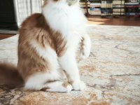 XXL polidaktil erkek şecereli maine coon