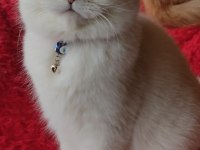 Chinchilla Kedim