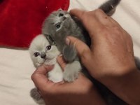 Safkan erkek dişi scottish fold