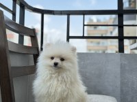 Pomeranian boo 4 aylık