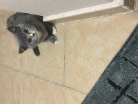 Satılık british shorthair 1,5 aylık