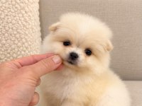 Pomeranian Teddy Bear 