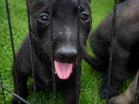 DARK MALİNOİS KÖPEĞİMİZ