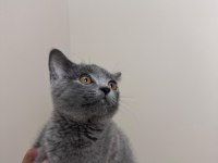 SCOTTİSH STRAİGHT ERKEK KEDİMİZ
