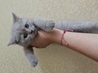 2 aylık british shorthair acil sahiplendirme