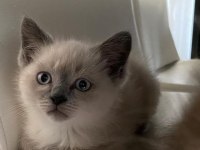 2.5 Aylık Dişi ve Erkek British Shorthair Kedimiz