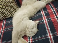 British shorthair oğlumuz by numan
