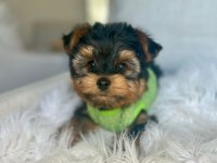 Teacup ve 0 numara yorkshire terrier