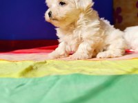 Muhteşem MALTESE terrier yavrularımız