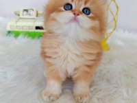 Efsane Saf kan Golden Longhair Dişi Erkek Bebeklerim