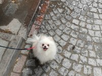 Pomeranian yavru