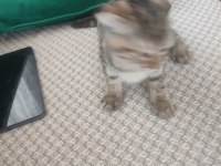 Scottish fold 2 aylık dişi kısır değil