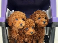 Mersin yavru toy poodle