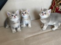Sahiplendirme british shorthair