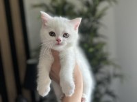 Britisj Shorthair Beyaz Yavrularım 