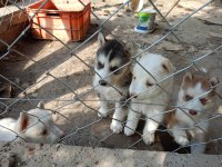 Orjinal husky