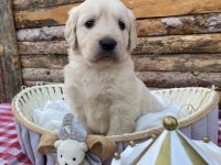 Baby face safkan Golden retriever yavrularımız