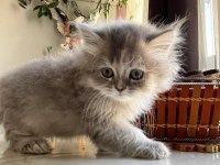 Kendi kedimin yavruları sağlıklı ırk ve genlere sahip