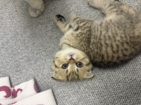 Scottish fold 2 aylık